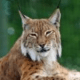 Lynx