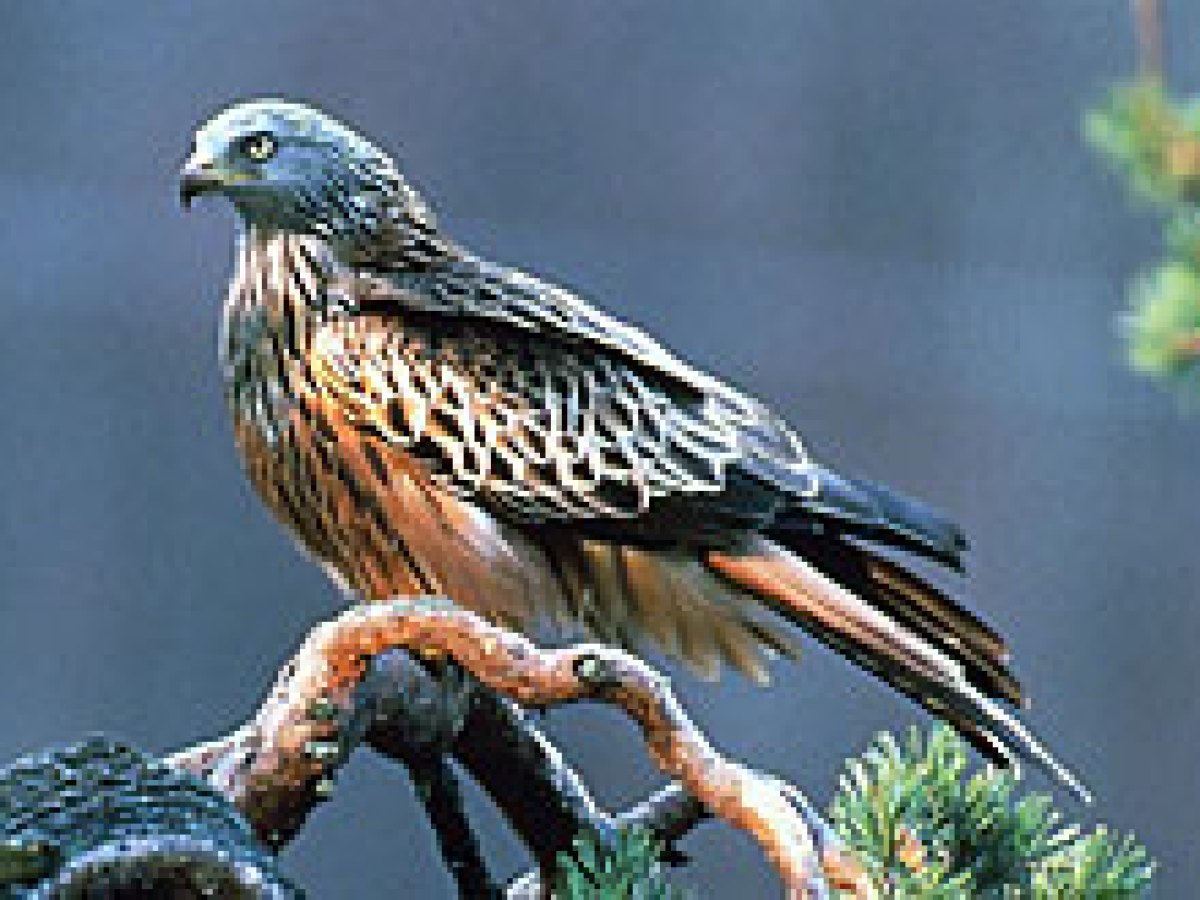 Birds of prey protection accord takes wing - SWI swissinfo.ch