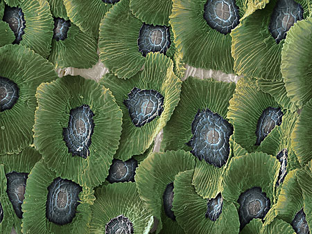صورة ميكروسكوبية لجذور شعر يمتص الماء والمعادن