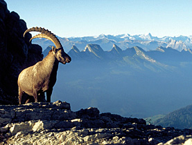 الجدي: رمز جبال الألب، واليوم شعار منظمة بروناتورا السويسرية
