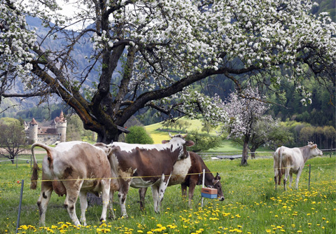 Коровы, пасущиеся под фруктовыми деревьями в Рейнтале.