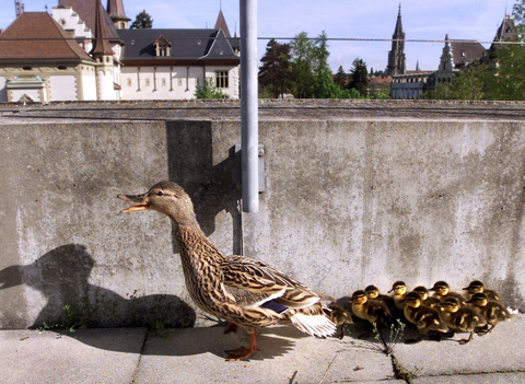Первая семейная вылазка: утки на крыше музея коммуникаций в Берне.