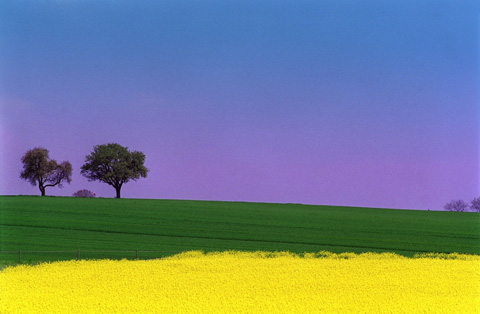 Краски весны: голубое небо, зеленые луга и желтые рапсовые поля.