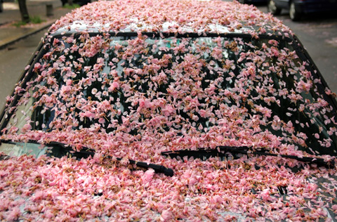 Возвращение к природе: японская вишня превратила автомобиль в розовый ковер.