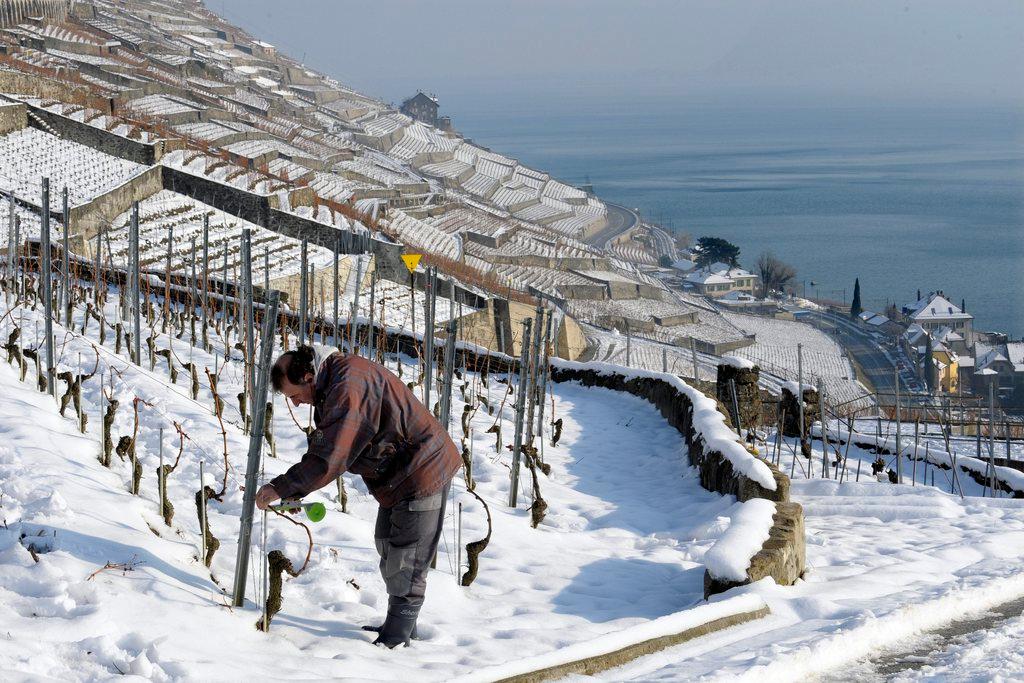 Nel Lavaux, i preparativi per la nuova vendemmia iniziano già nei primi mesi dell anno, in un paesaggio ancora innevato.