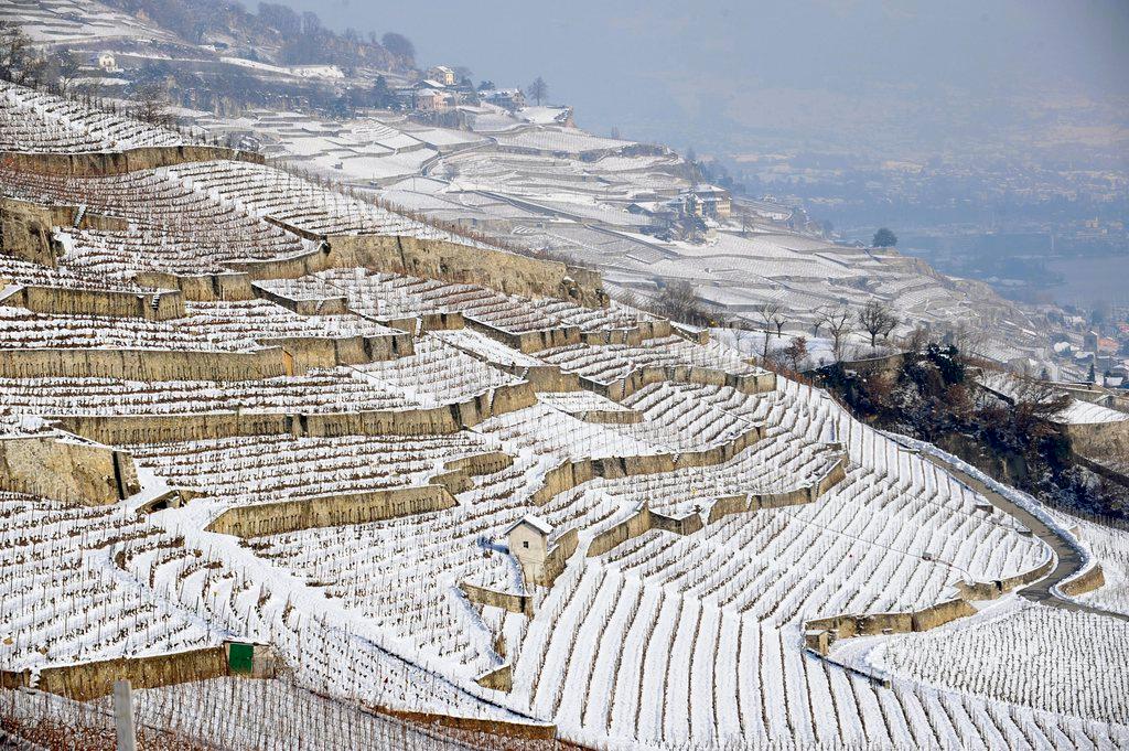 Vigneti terrazzati del Lavaux in inverno.