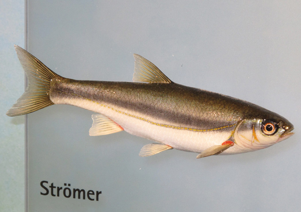 Swiss Fish Swiss fish of the year in deep waters - SWI swissinfo.ch