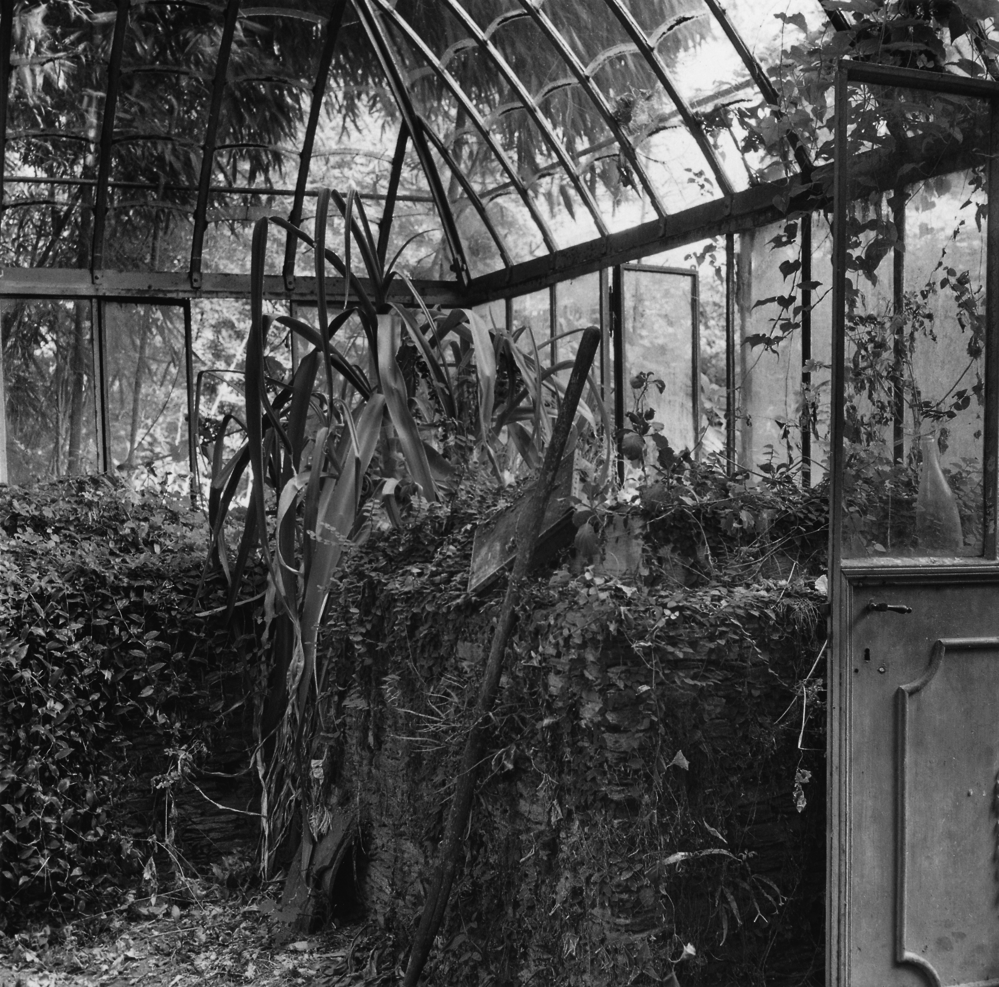 Abbandonate per una decina d'anni, le Isole di Brissago diventano una specie di giungla, prima di essere trasformate in Parco botanico cantonale.