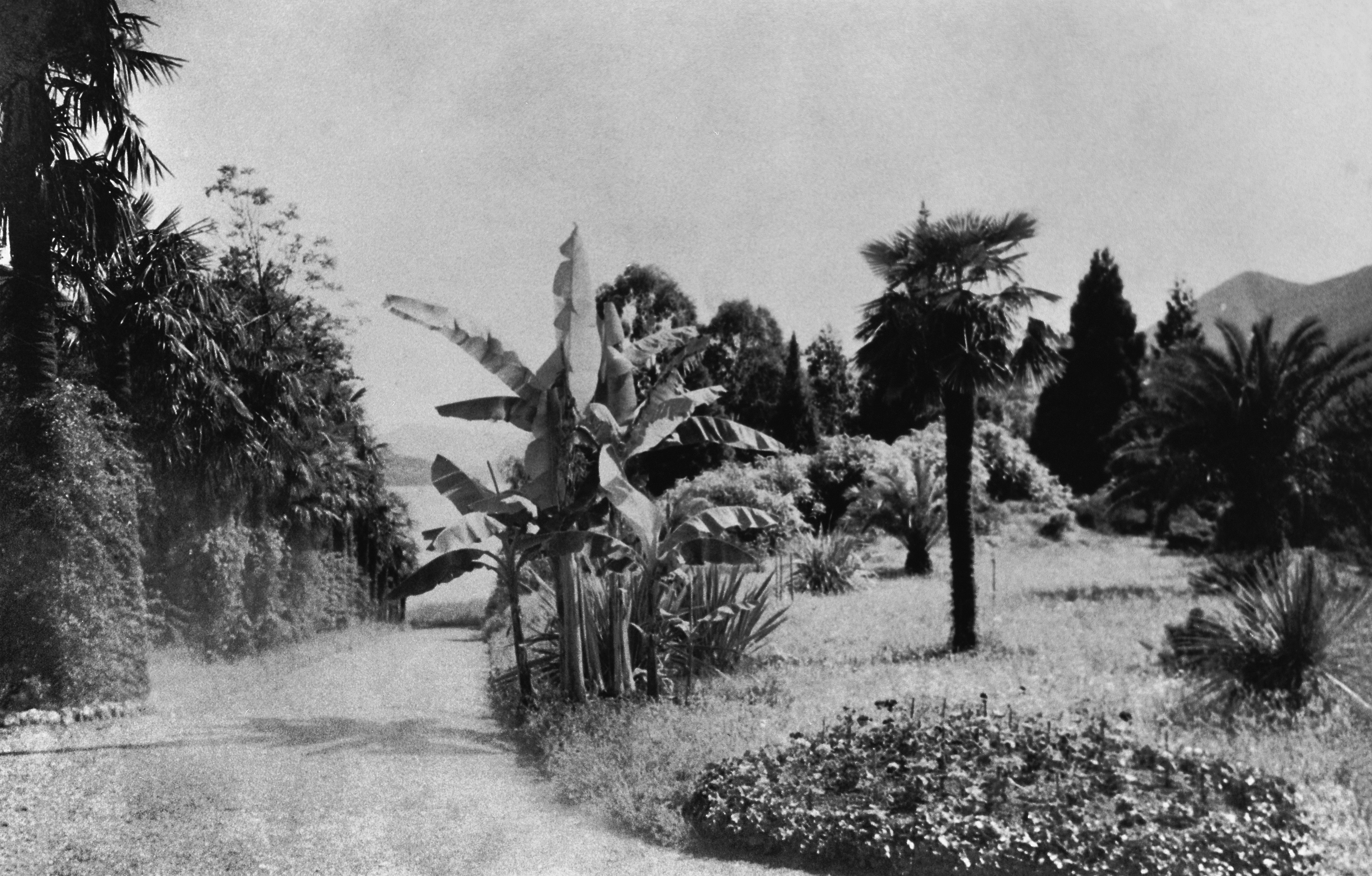 Attorno al 1900 il parco contava già numerose specie esotiche.