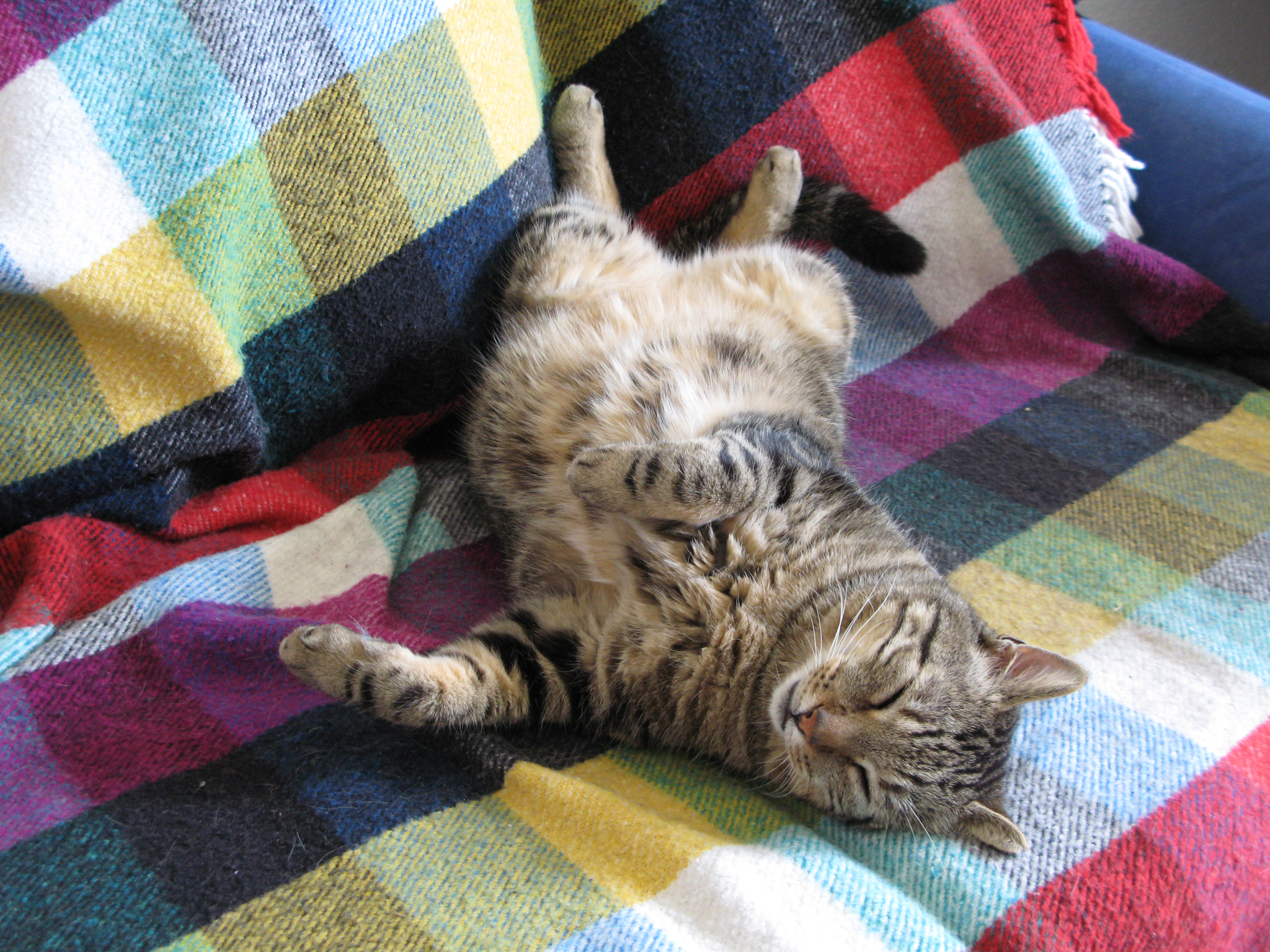 Cat on sofa