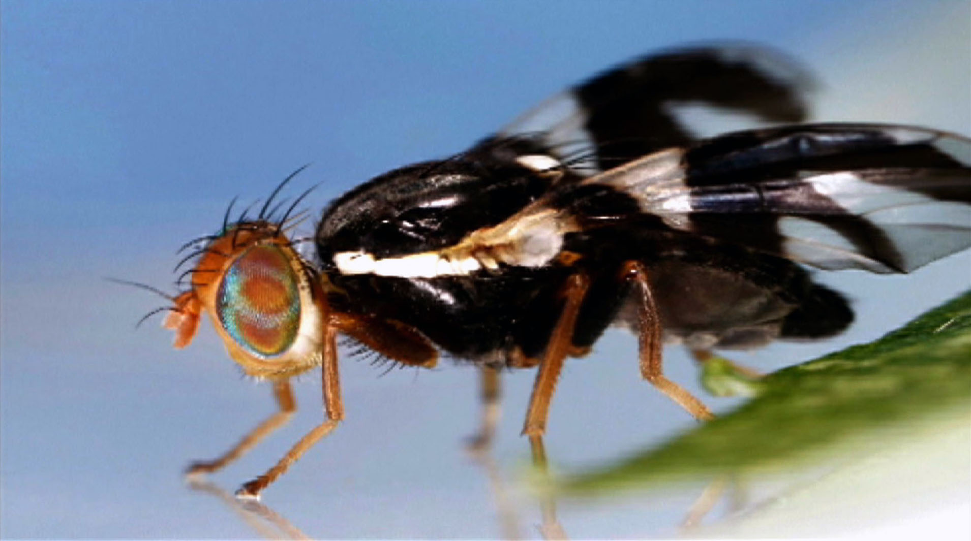 New device helps Zurich airport identify imported parasites - SWI ...