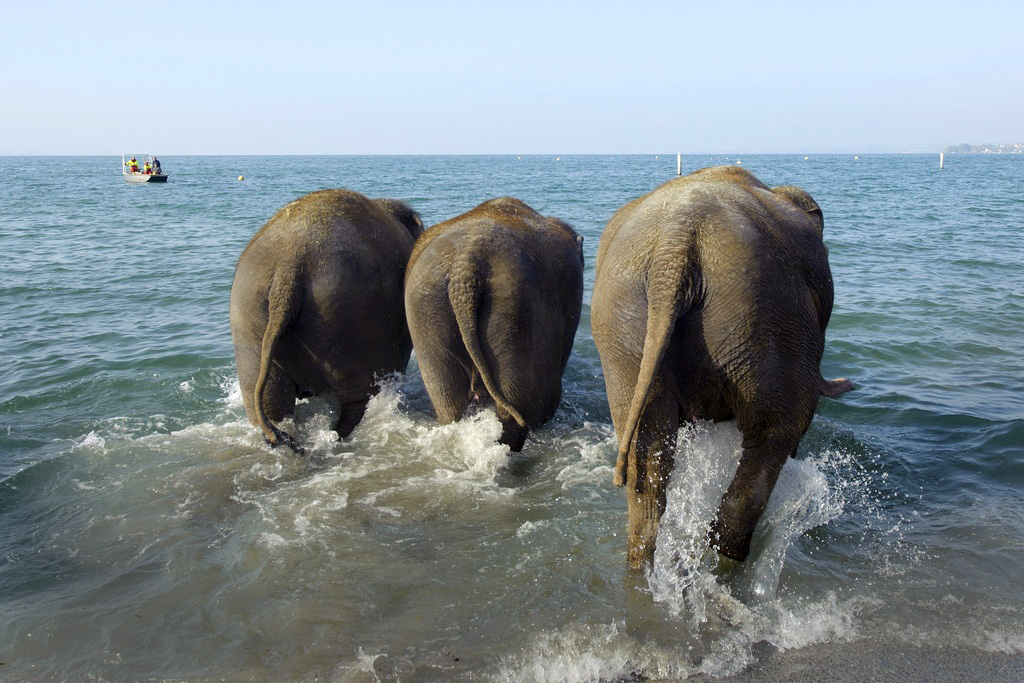 elefantes no lago