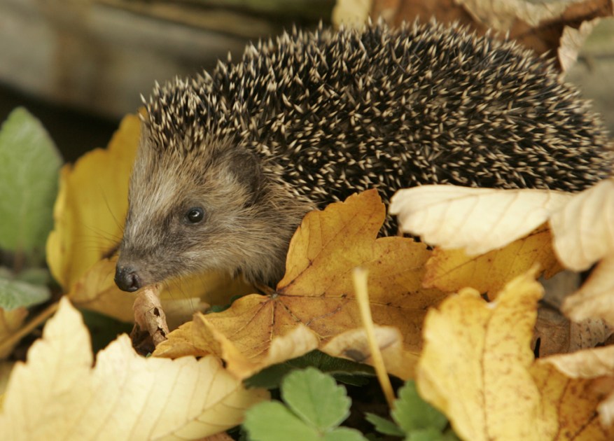 小刺猬紧急呼救 - SWI swissinfo.ch