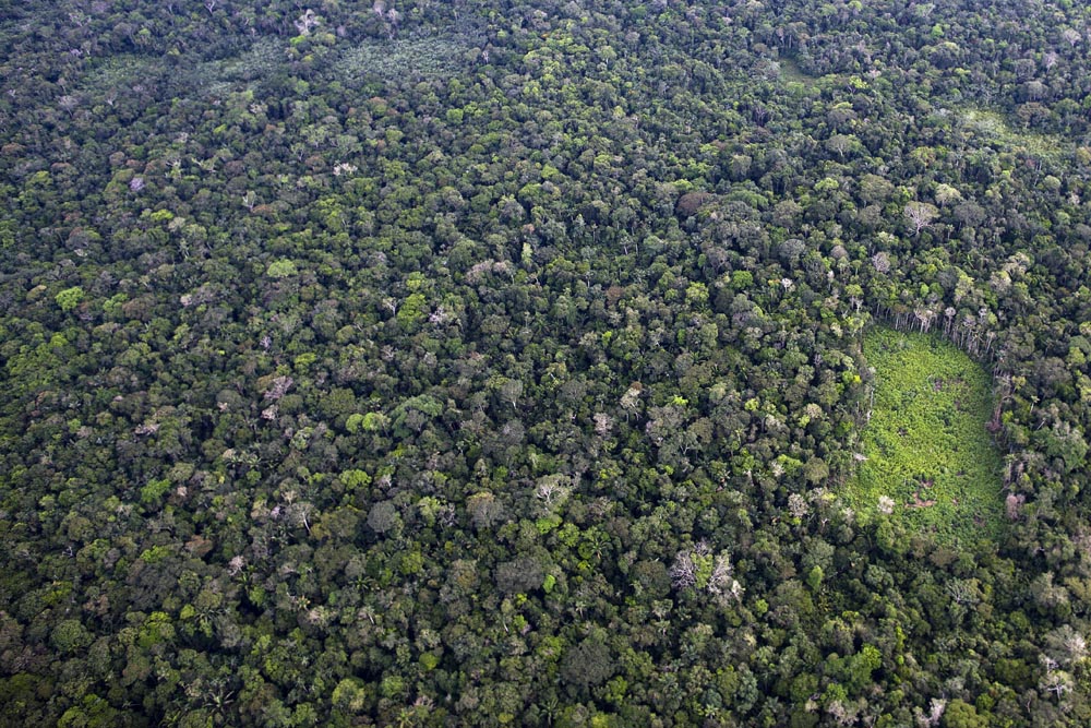 A coca plantation in Colombia's southern Guaviare region.