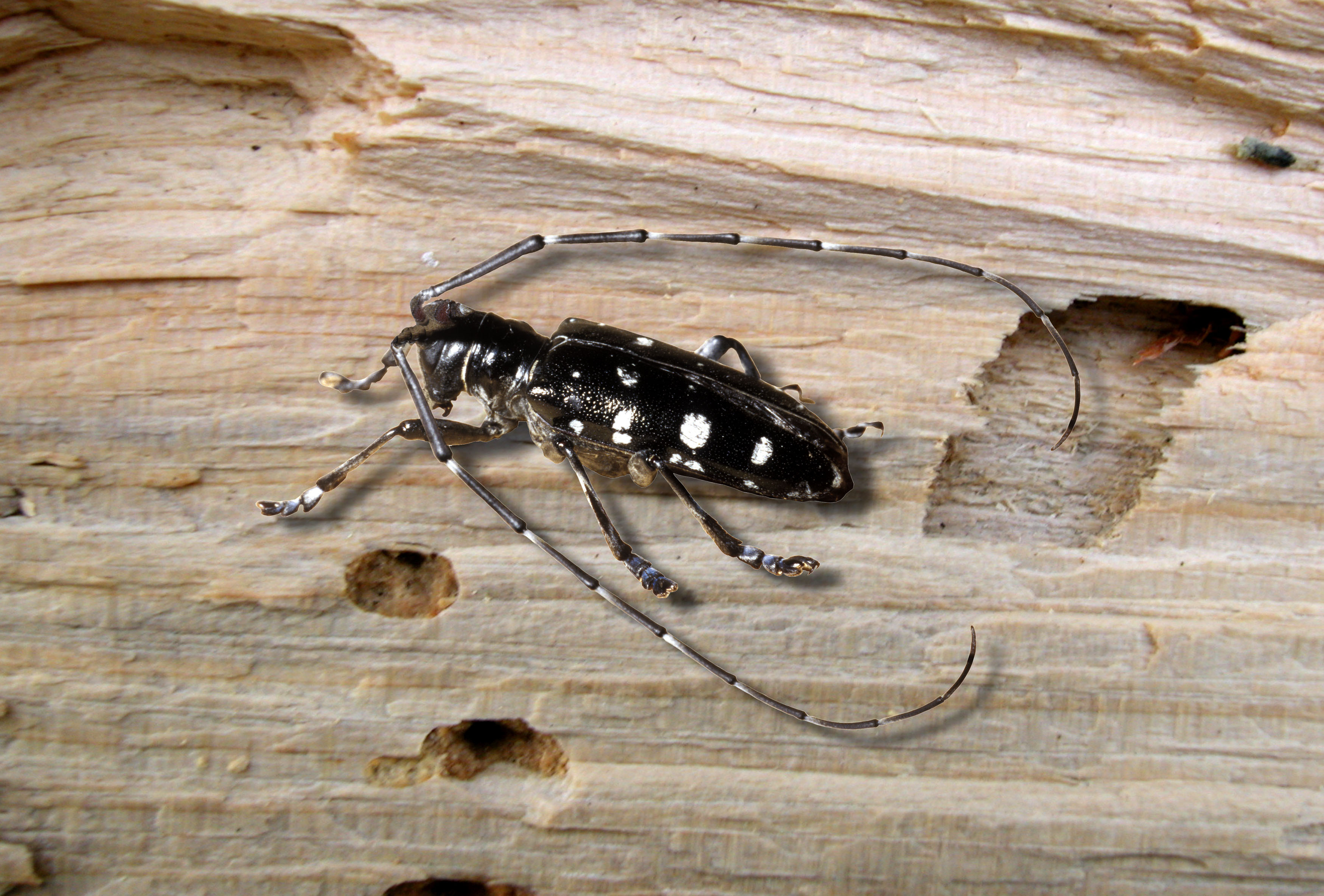 Asian insects make a beeline for Switzerland - SWI swissinfo.ch