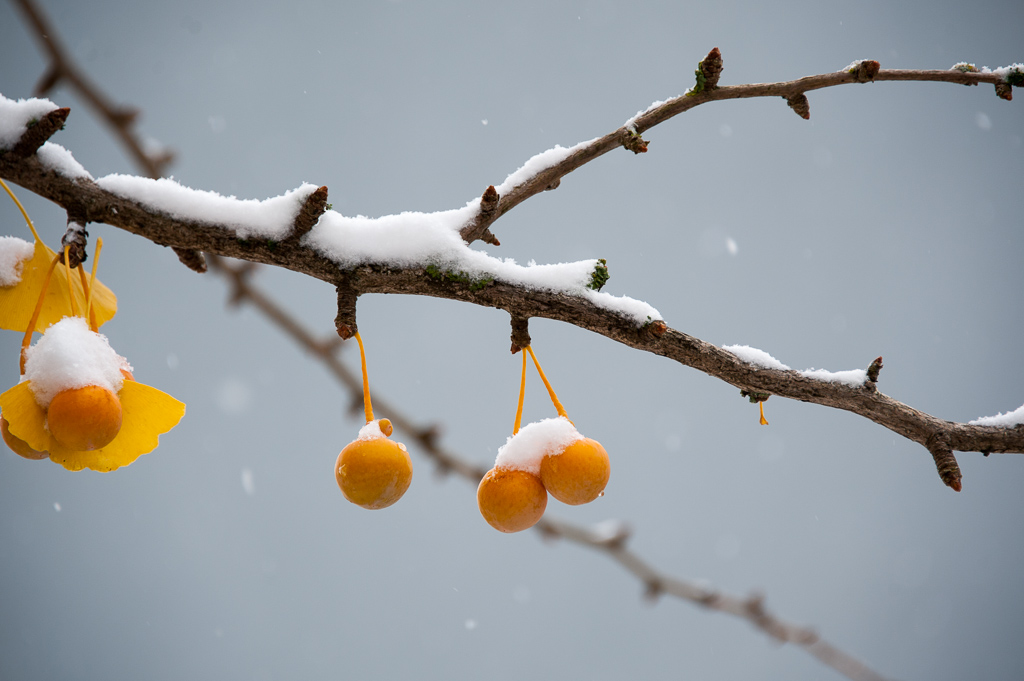 秋雪