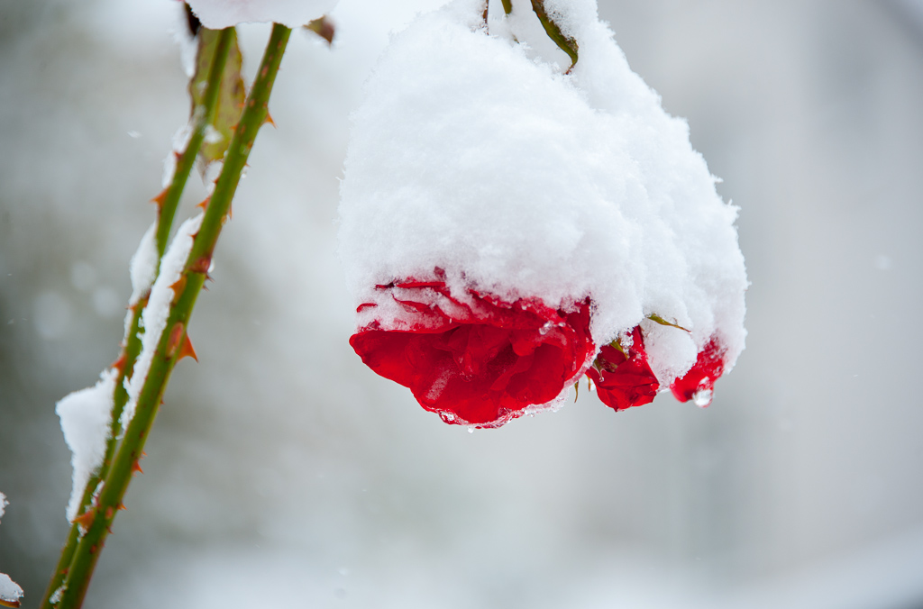 秋雪