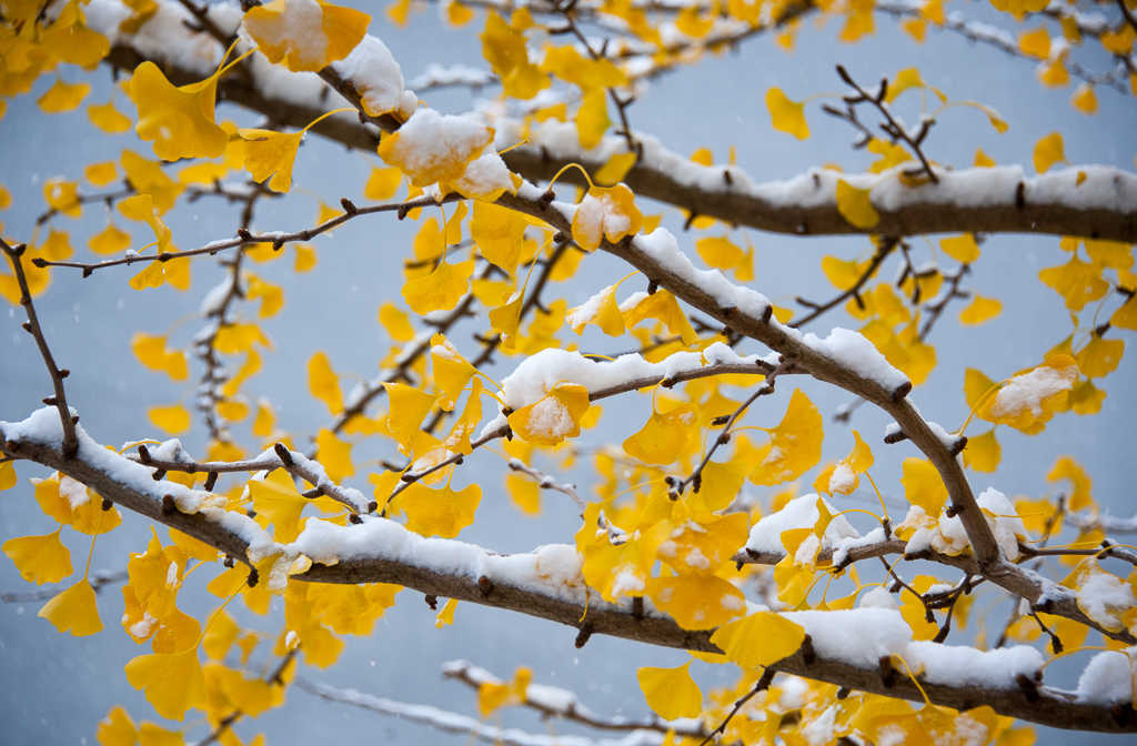 秋雪