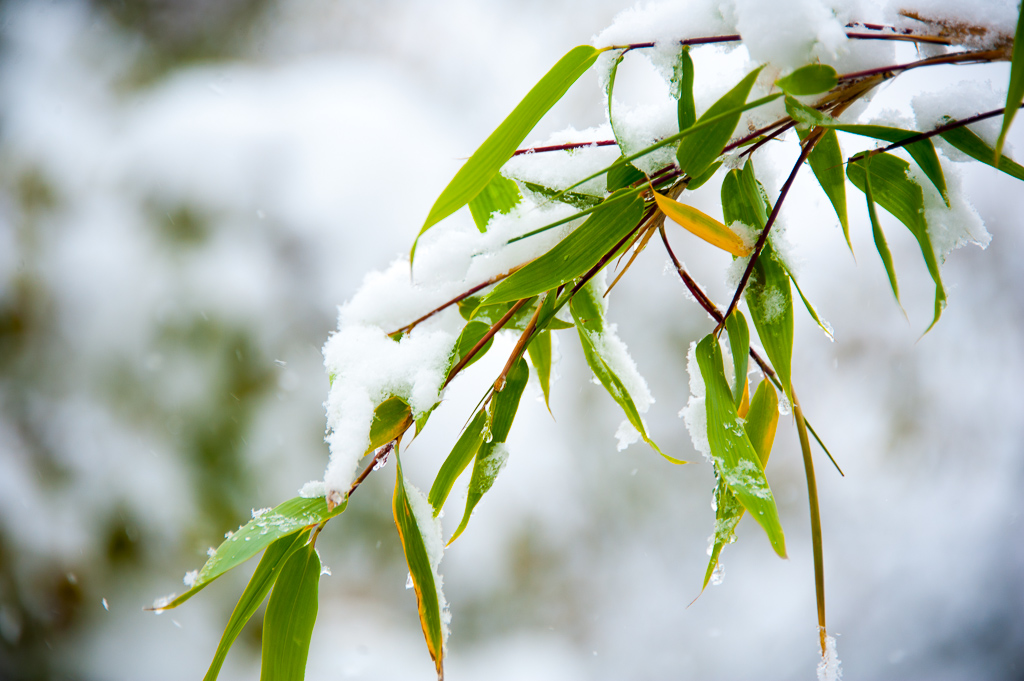 秋雪