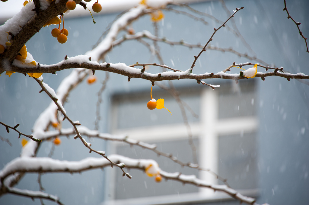 秋雪