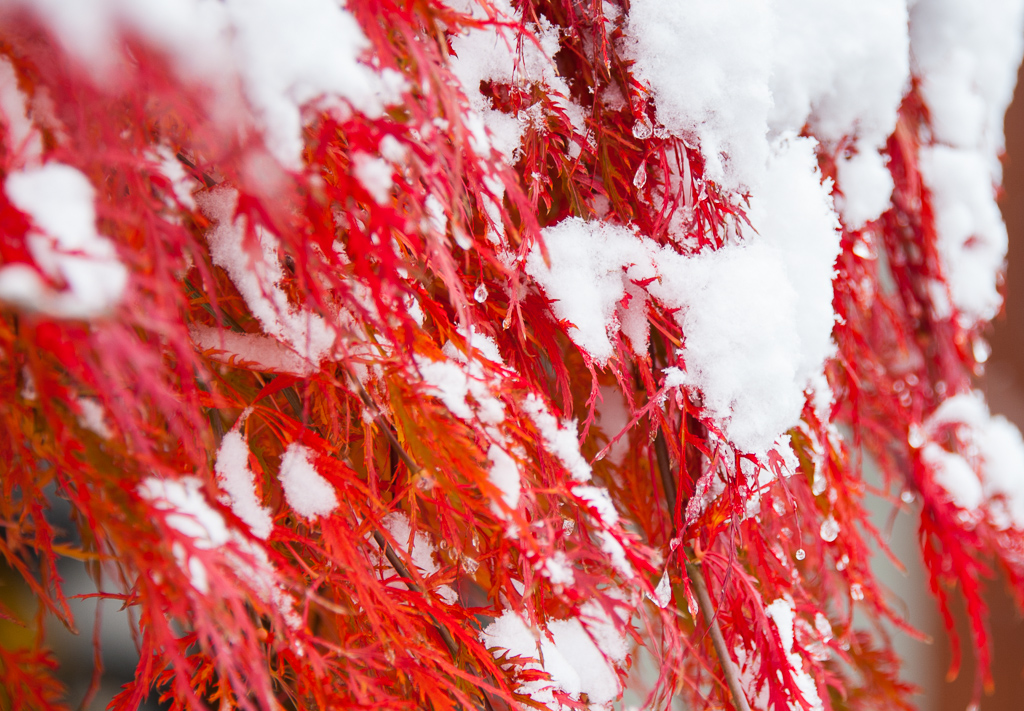 秋雪