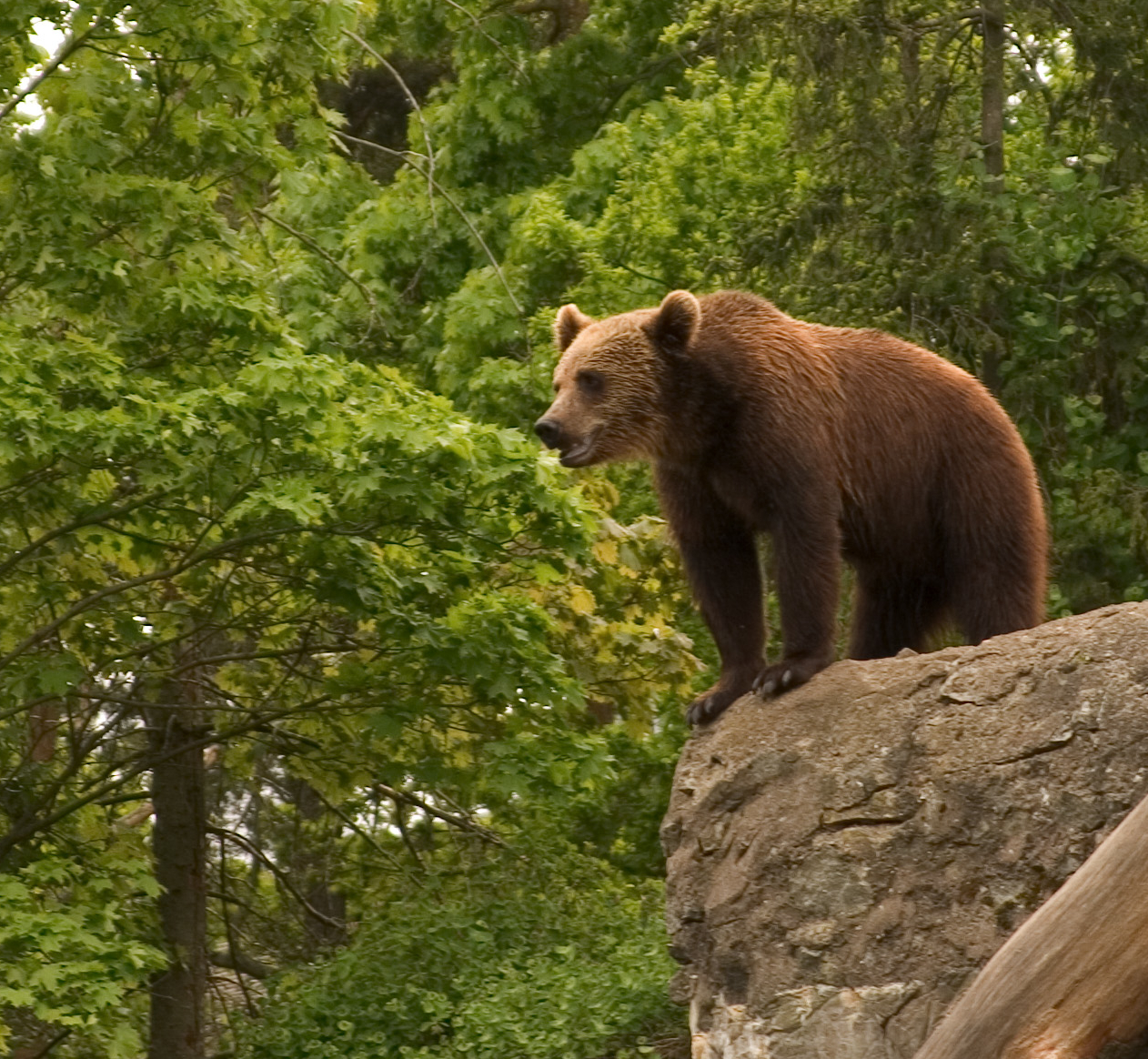 M13 bear on rock