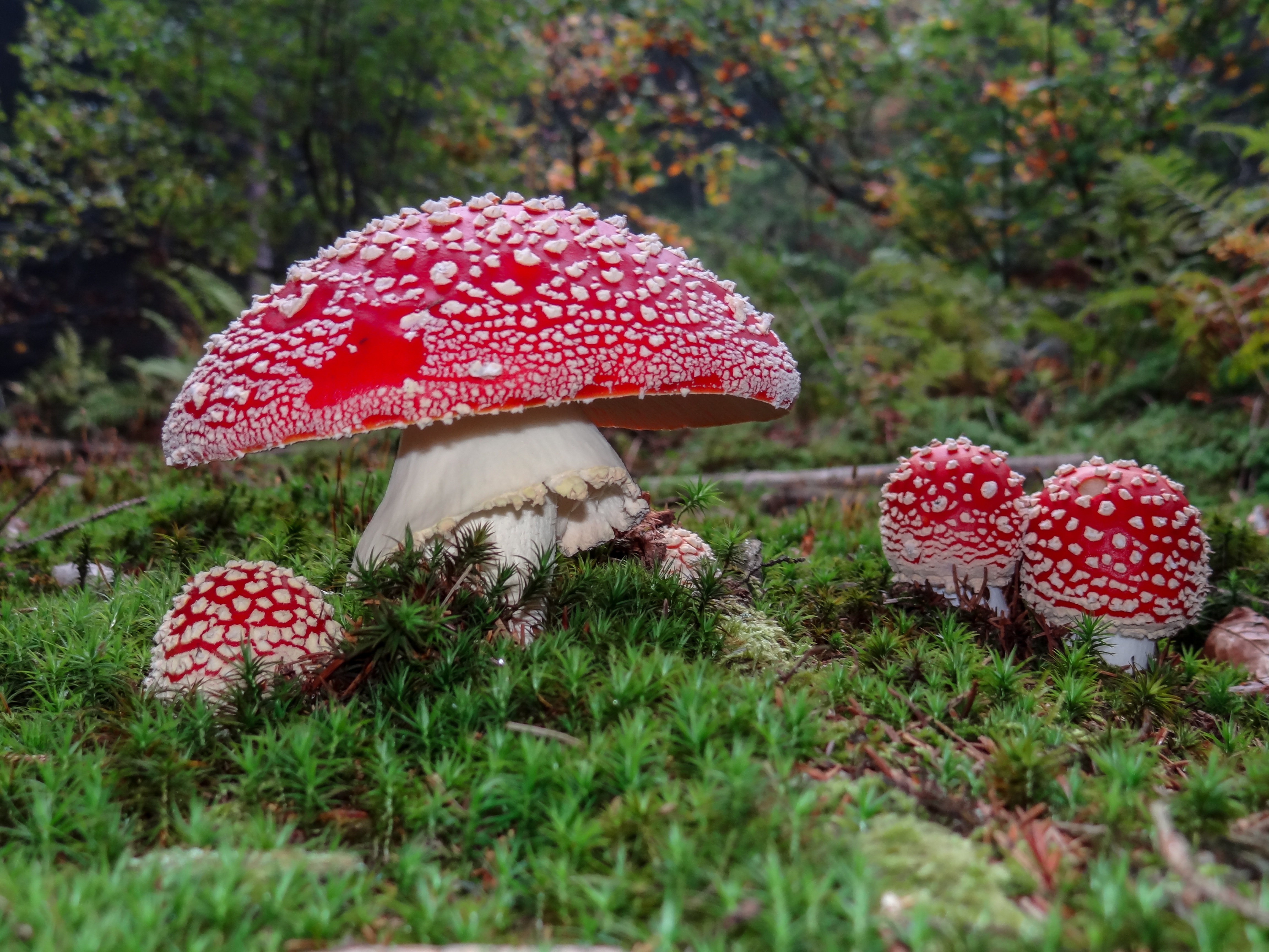 Grossaufnahme Fliegenpilz