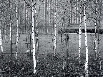 trees_350-38614230