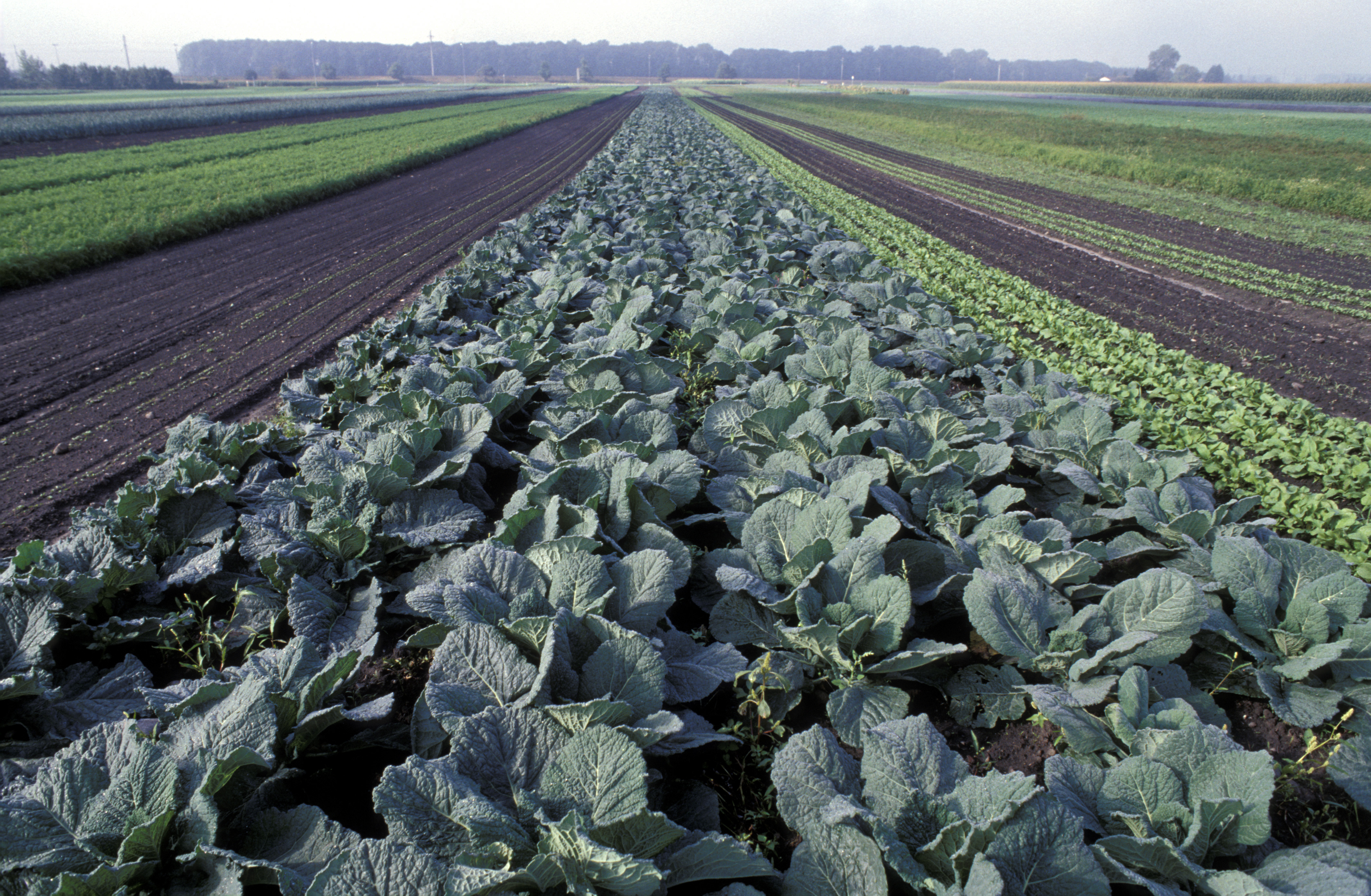 Cabbage field