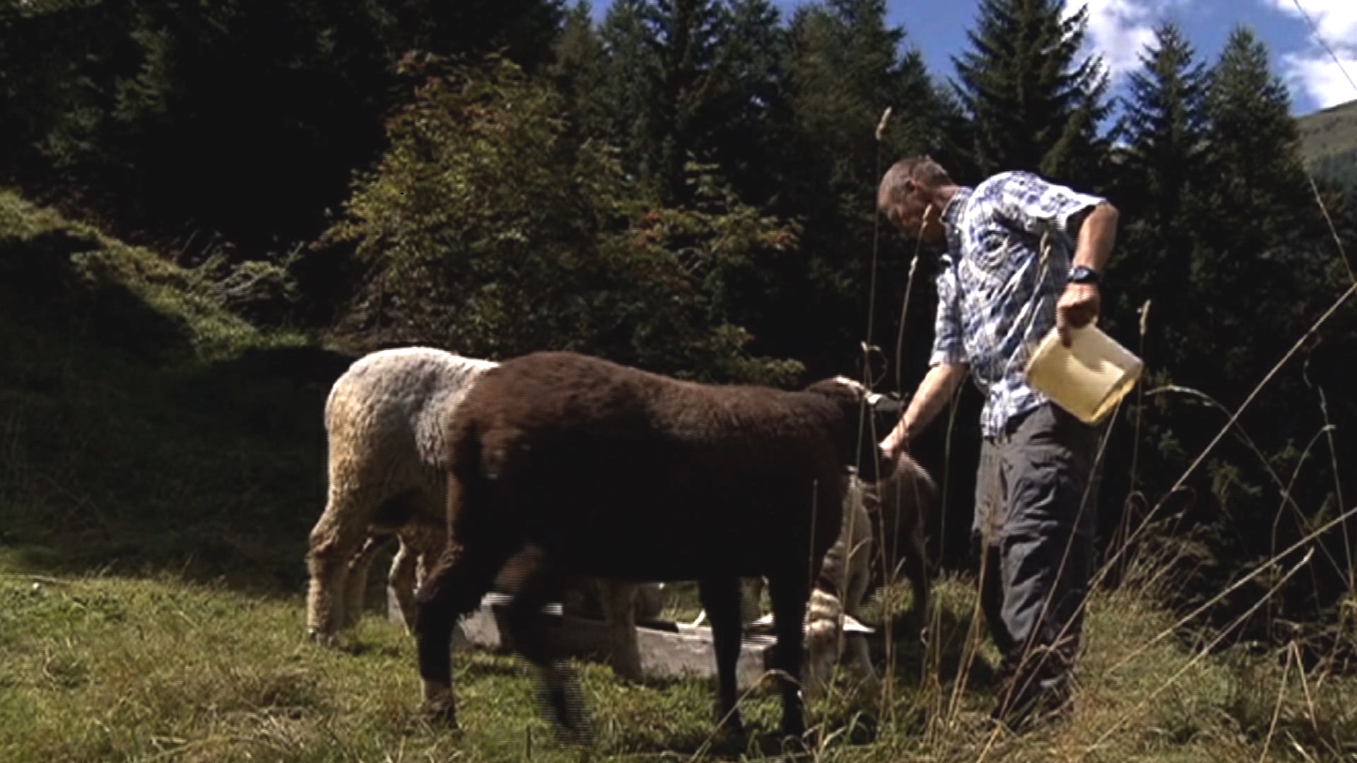 EDGAR WERLEN, shepherd