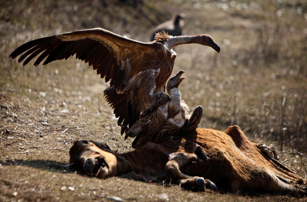 Indian vultures