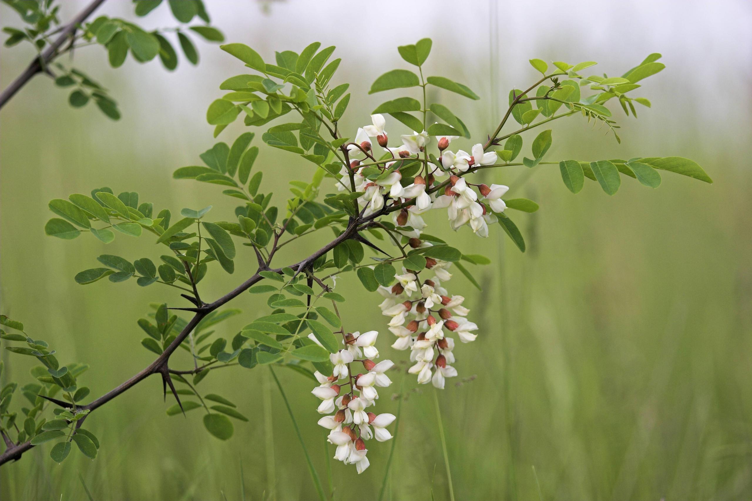 Acacia Invasive How Switzerland is battling invasive species - SWI swissinfo.ch