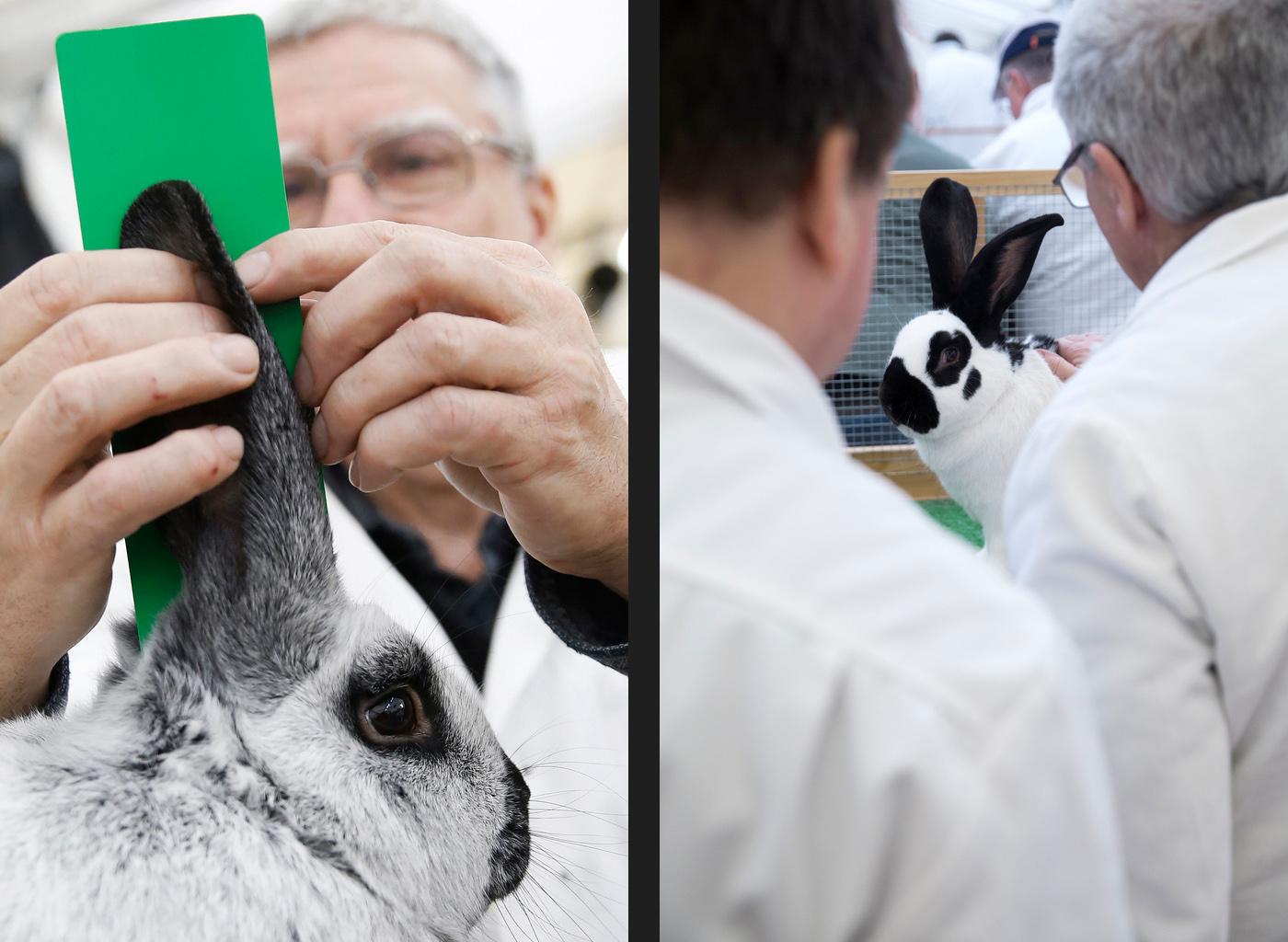 The hunt for the cutest bunny - SWI swissinfo.ch