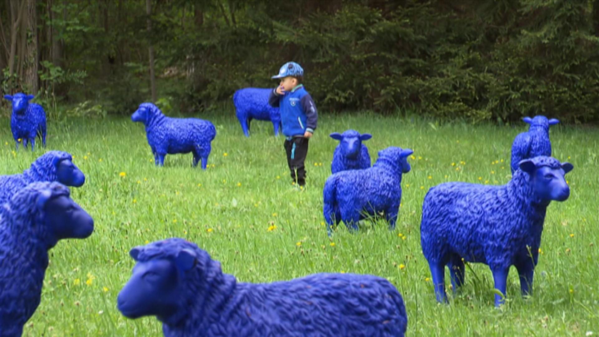 Blue flock of sheep