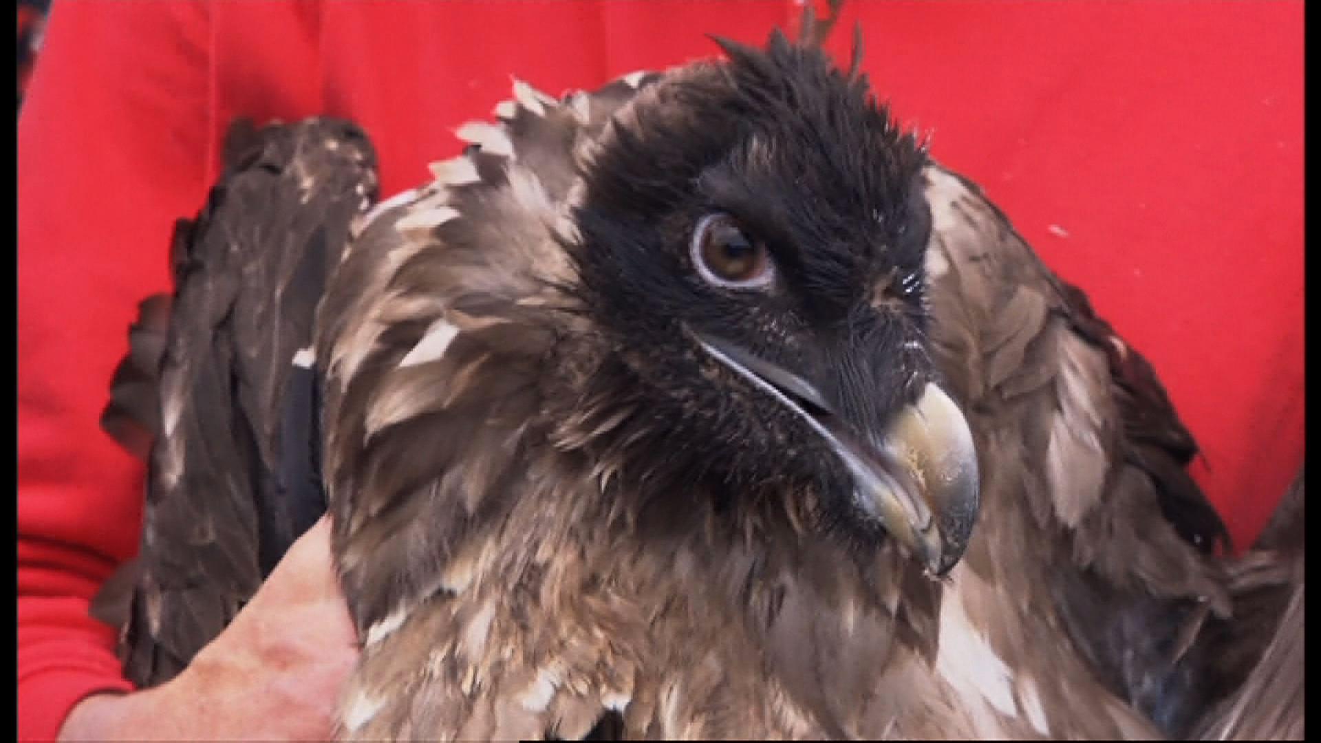 close up of baby vulture