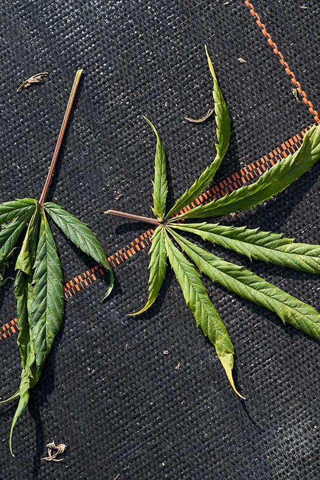 Cannabis leaves
