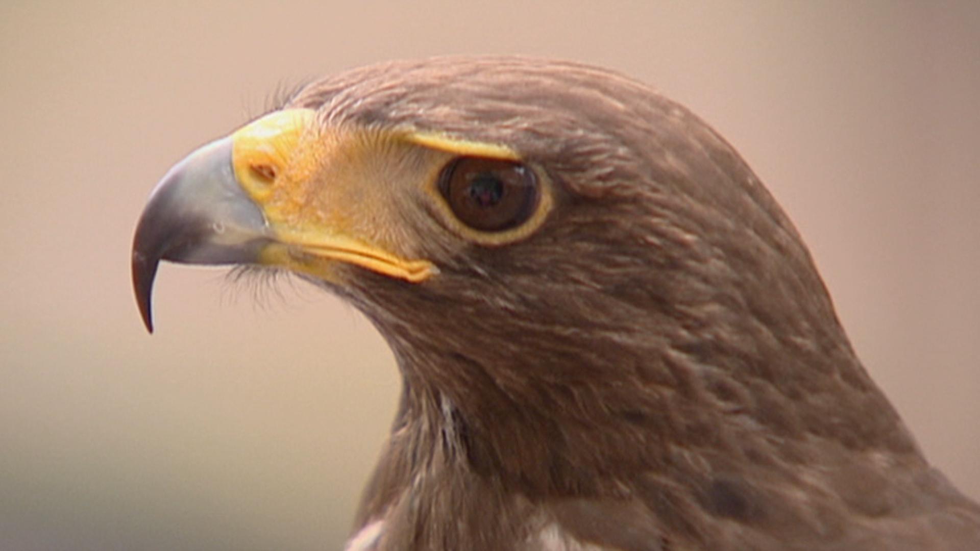 Hawk