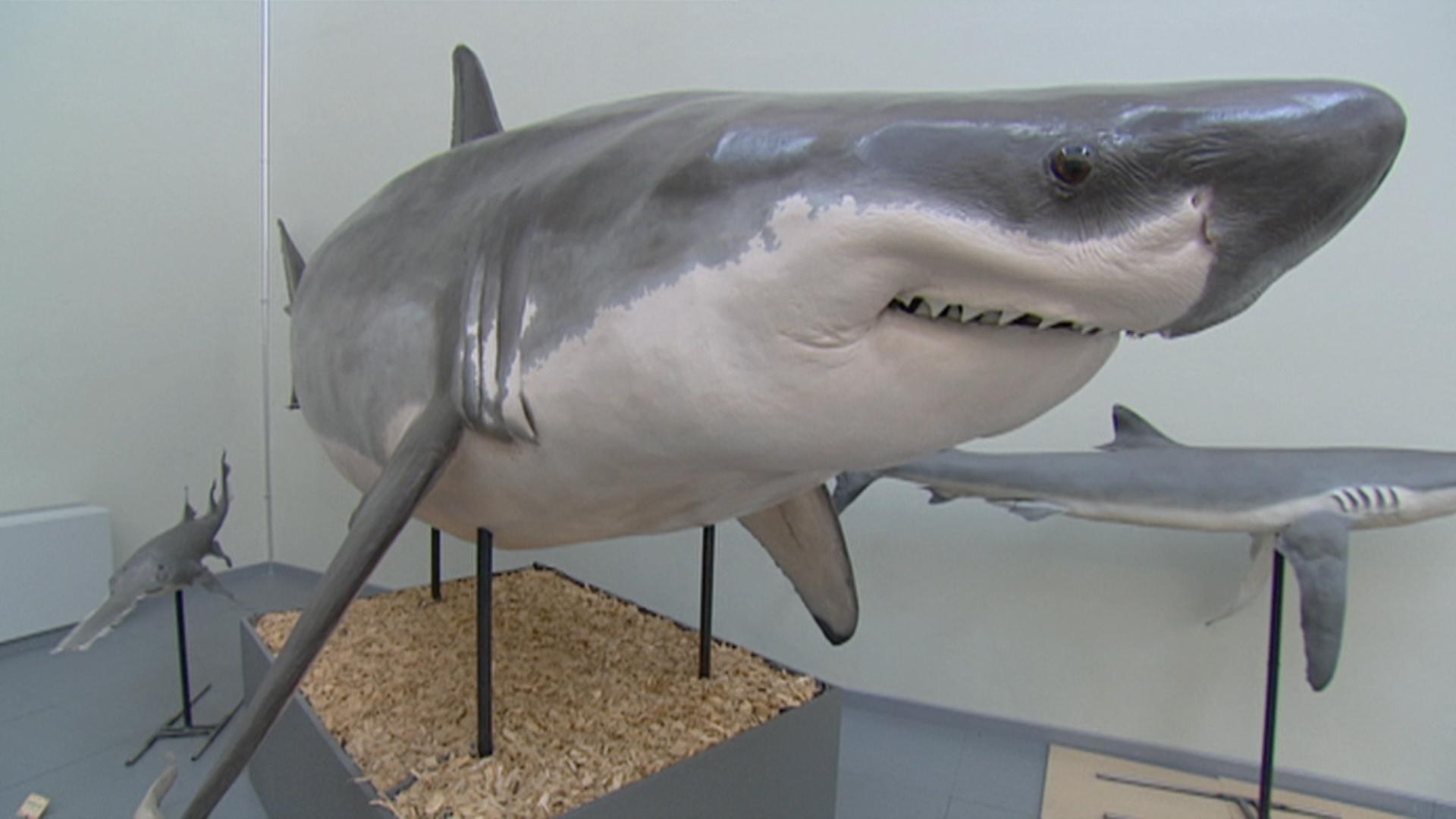 Great white shark in a museum
