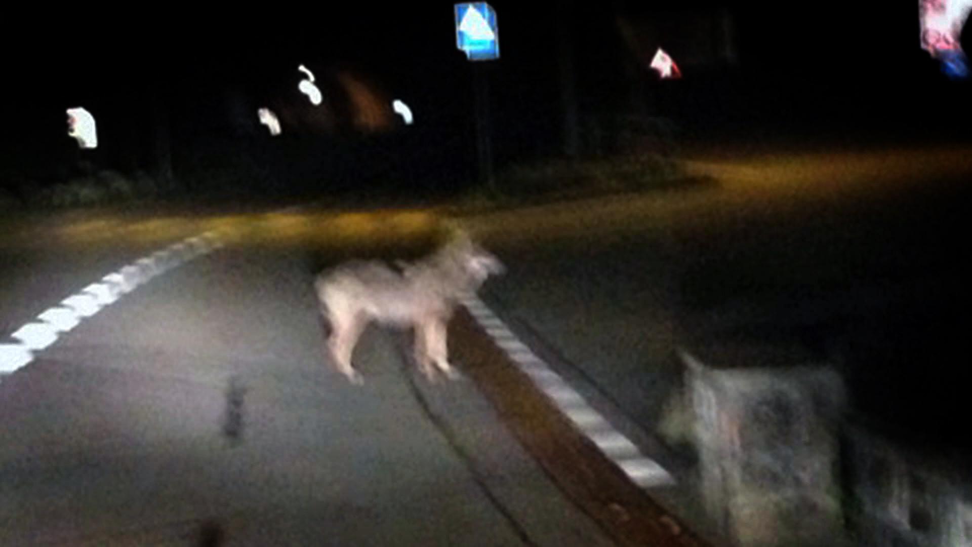 Wolf sightings