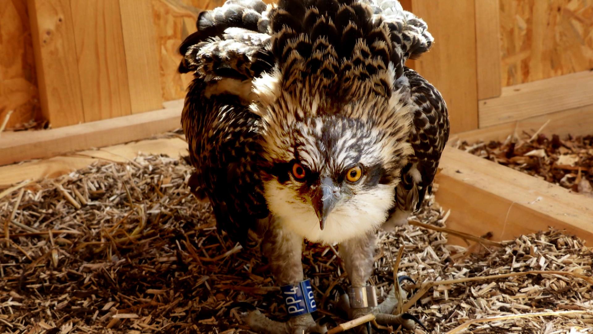 The osprey comes back