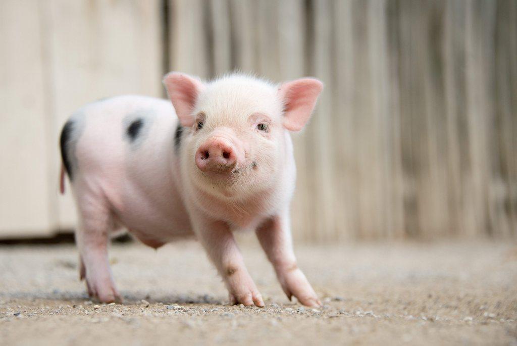 在瑞士農場，小豬仔通常在5個月內就能長成膘肥體壯的肉豬。