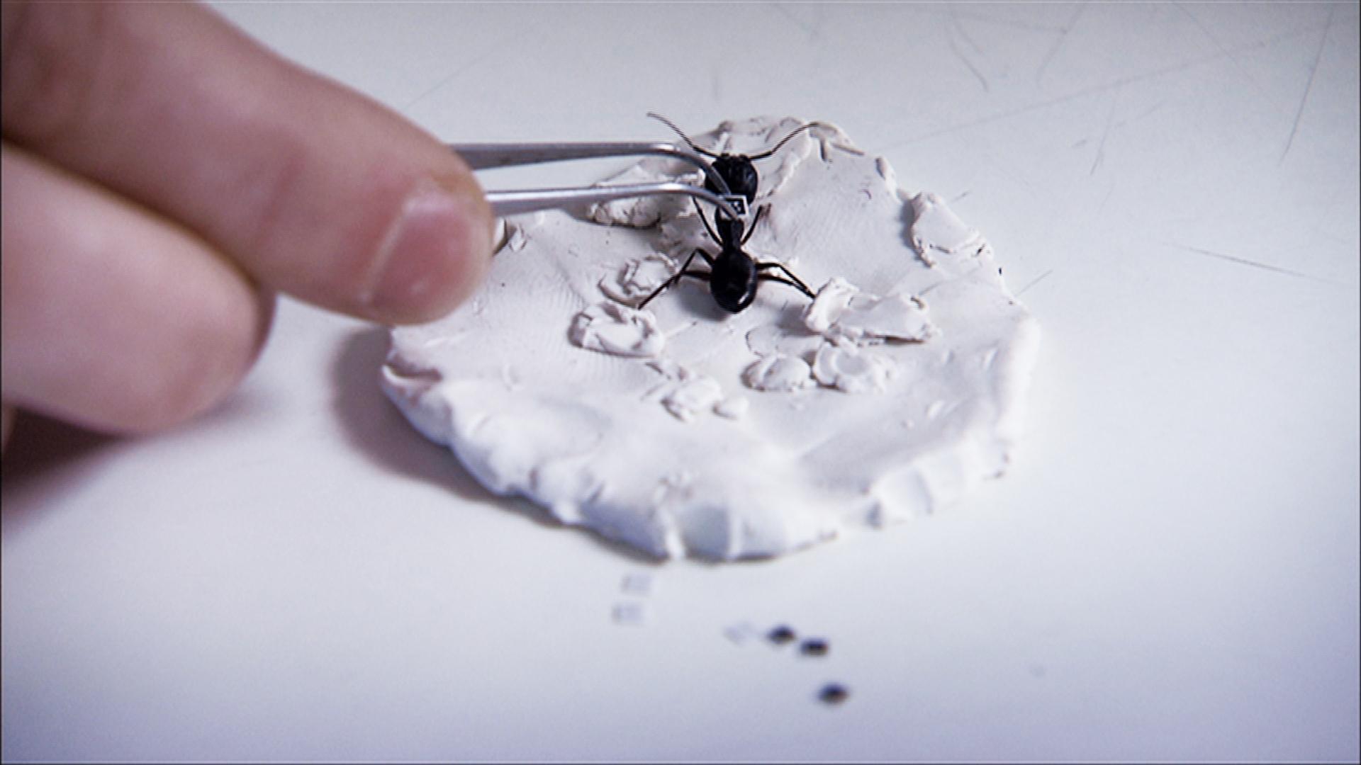 a hand with tweezers touching ant ant in a petri dish