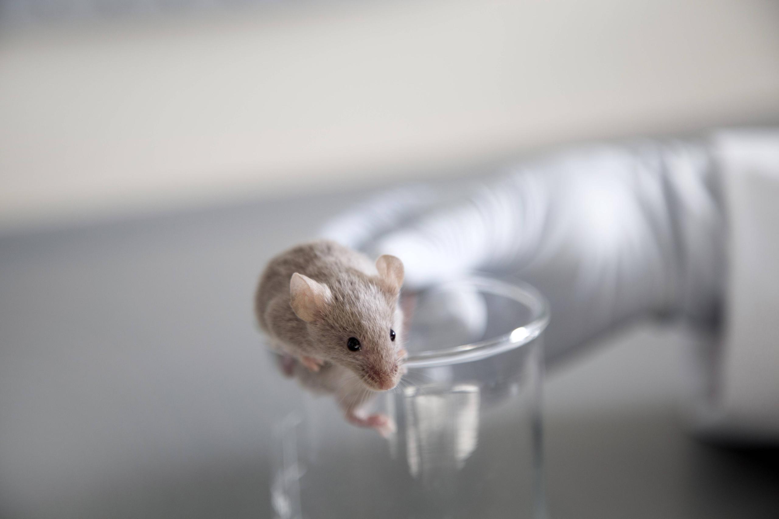 Человек мышь мозг. Лабораторные животные. Лабораторные мыши. Водяная мышь. Лабораторная крыса.