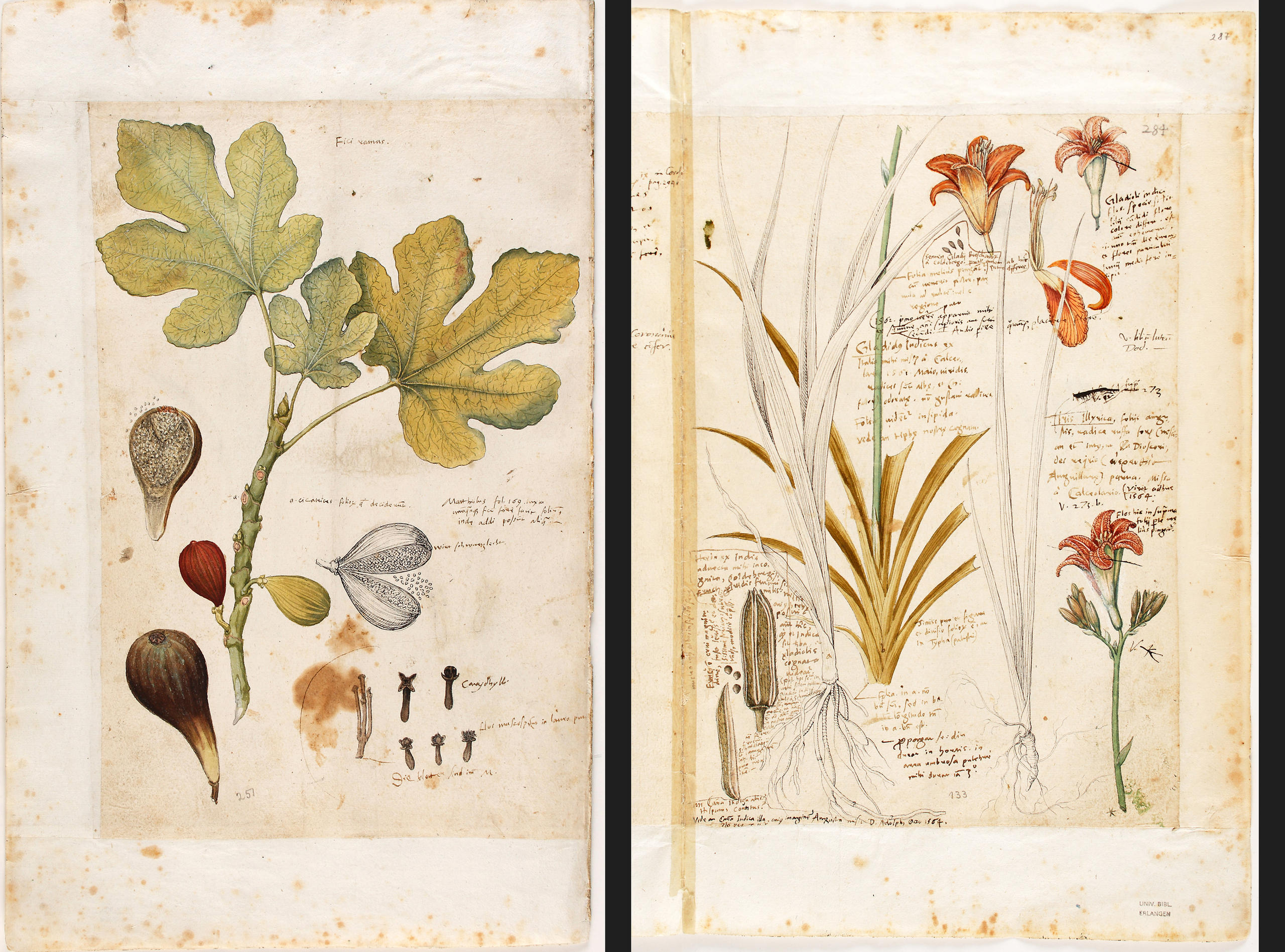 El olvidado 'Leonardo da Vinci' de Suiza - SWI swissinfo.ch