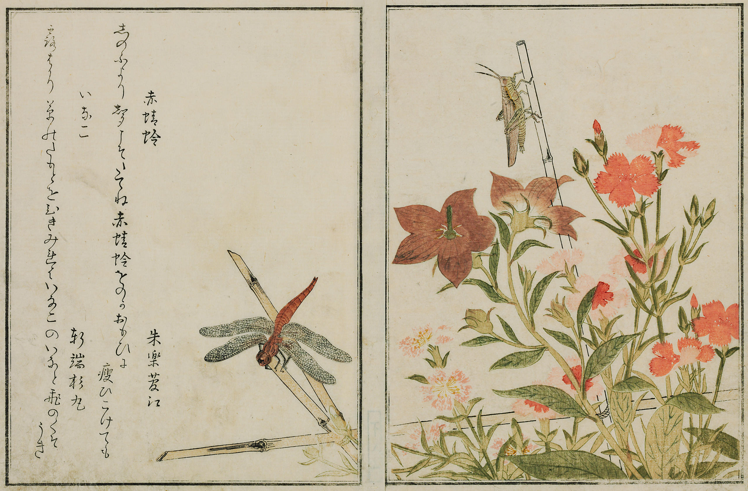 Farbige Zeichnung Rote Libelle und Heuschrecke auf chinesischer Glockenblume und Prachtnelke.
