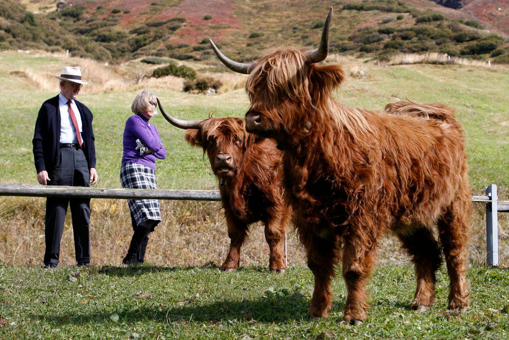 European tourists admire Scottish highland cattle
