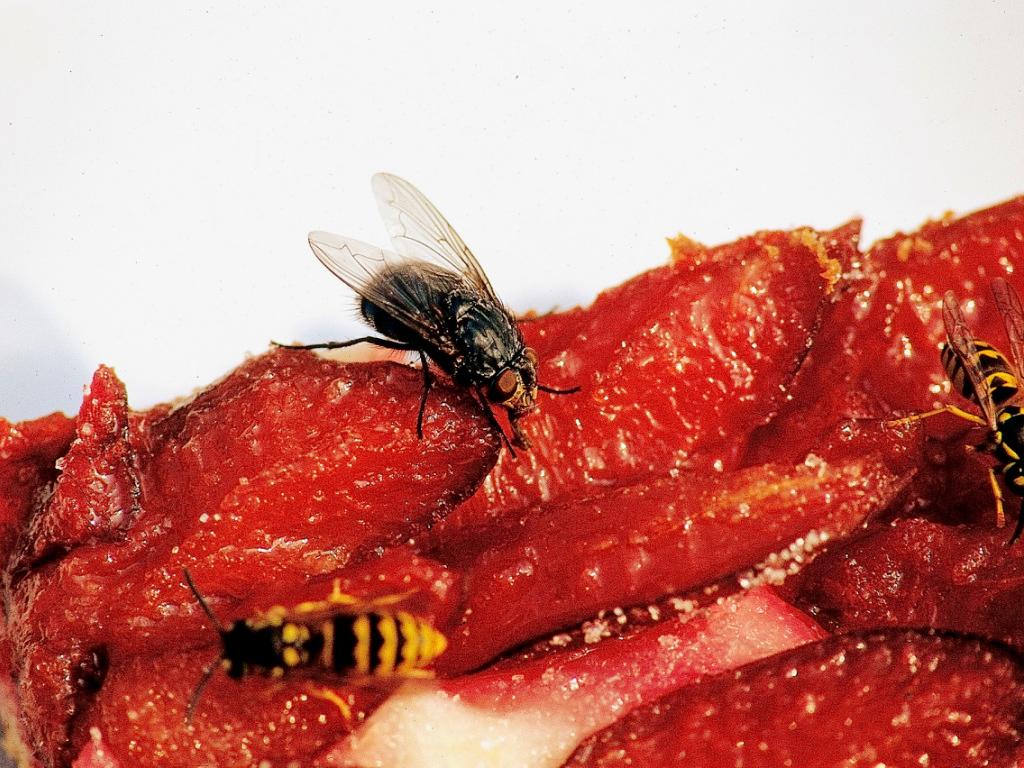 Insekten verursachen 40 schwere Unfälle pro Jahr - SWI swissinfo.ch