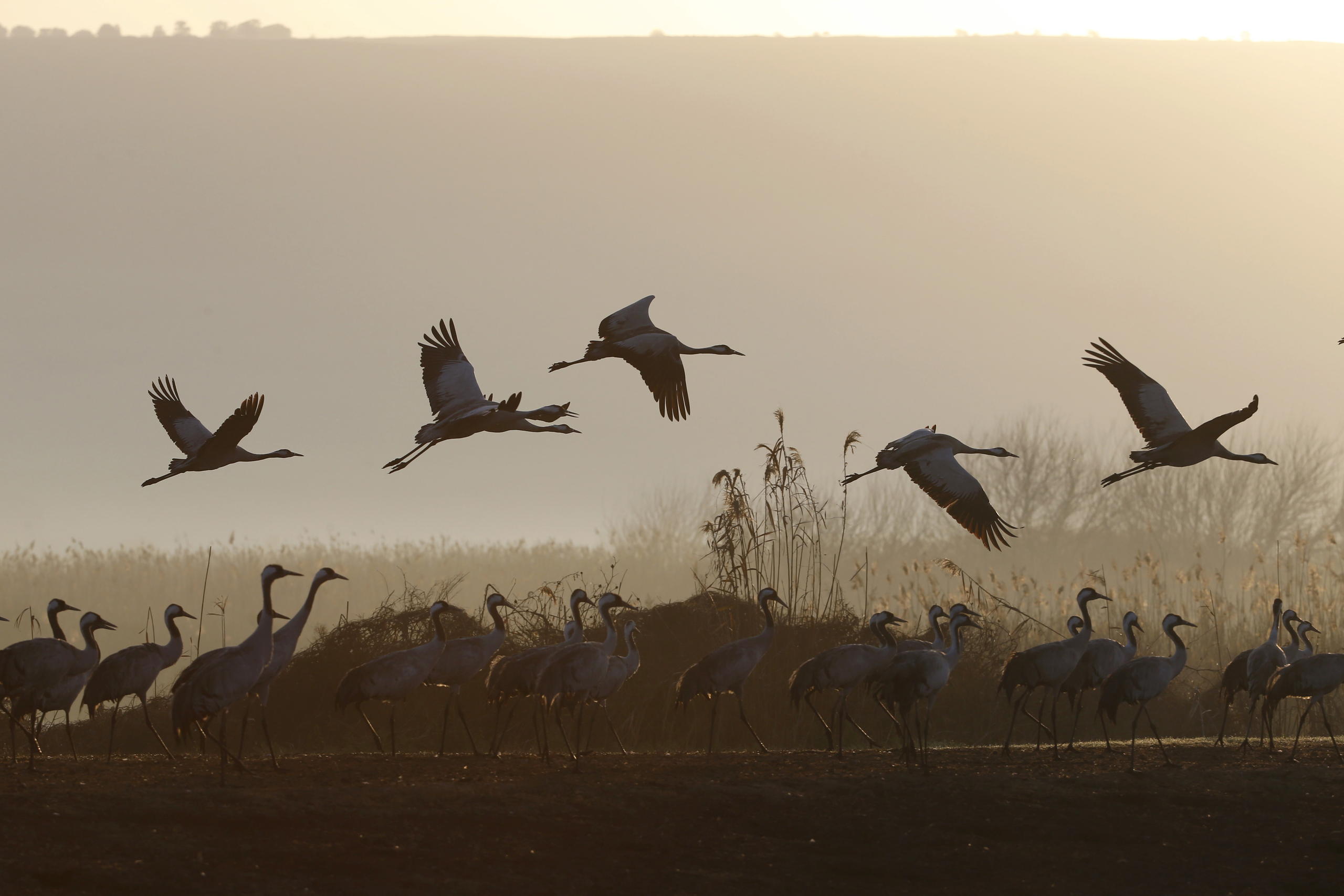 Eine Vogelschar im Morgenlicht