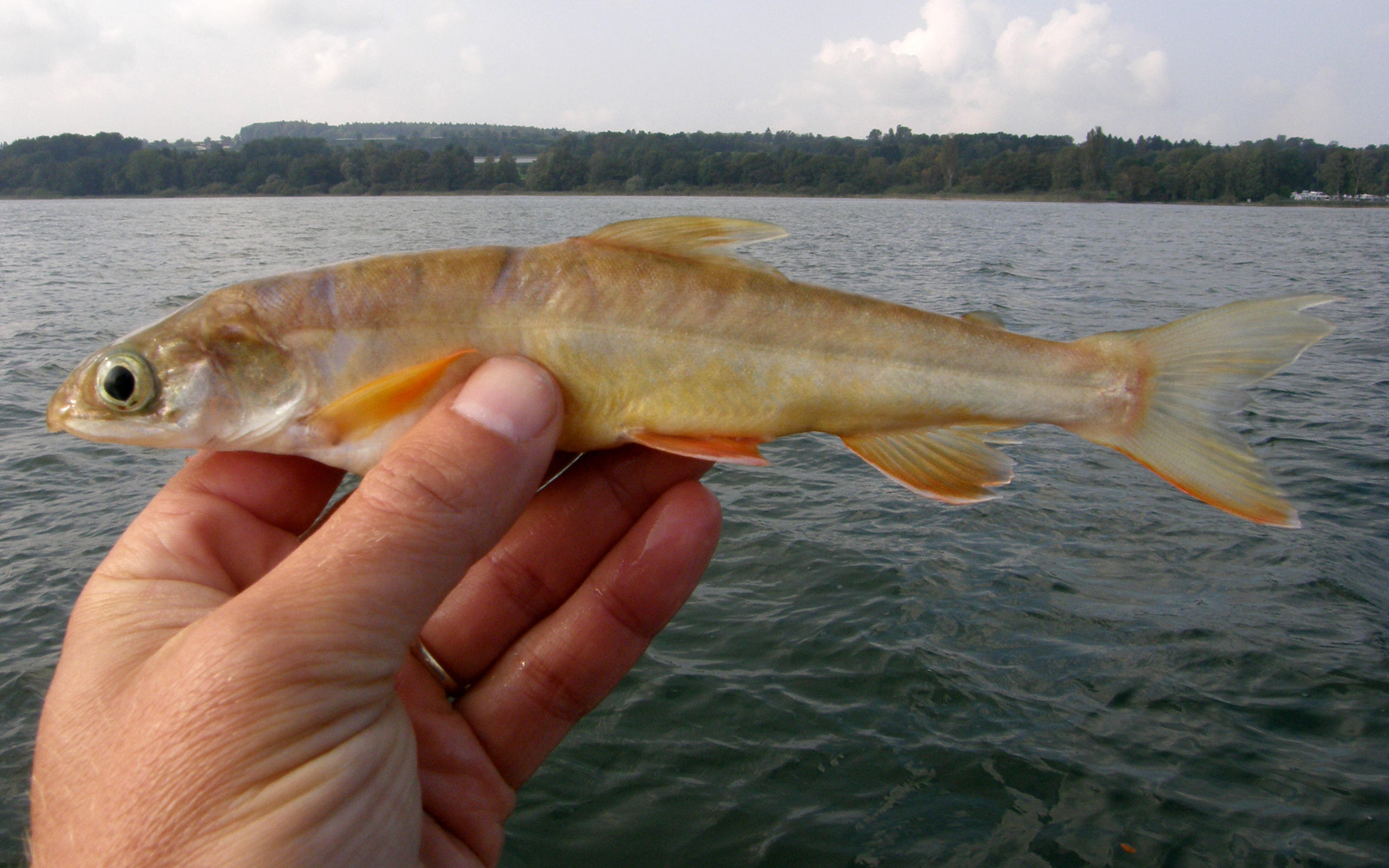 ‘Extinct’ fish found in Lake Constance - SWI swissinfo.ch