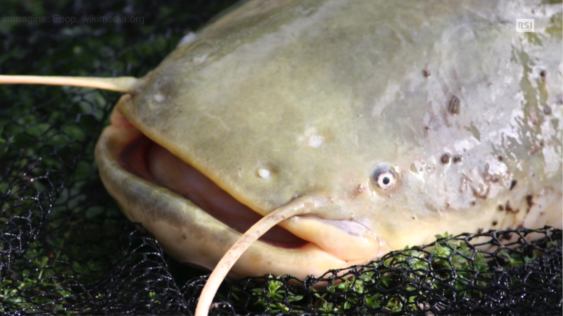Primissimo piano della testa di un pesce siluro; appare piatto e con occhi piccoli